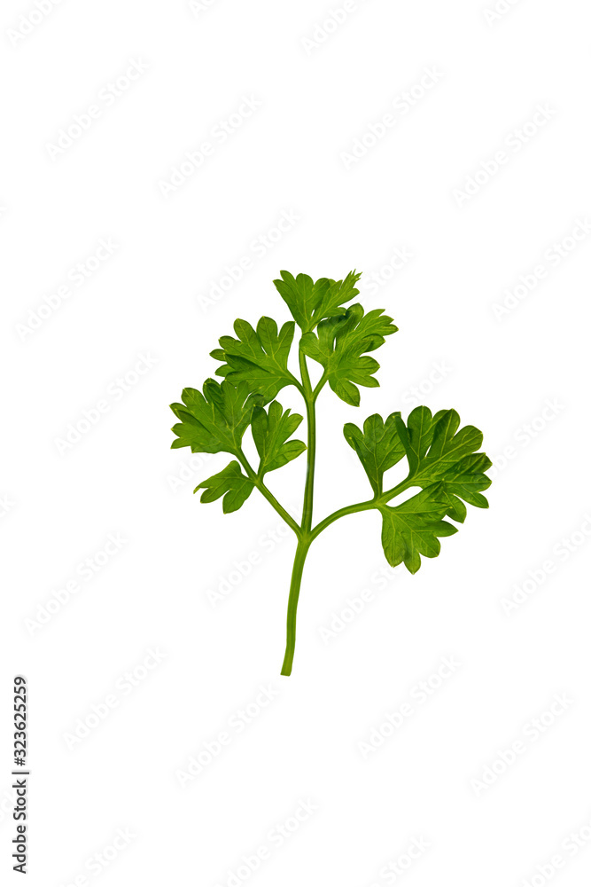 Fototapeta premium Parsley leaves