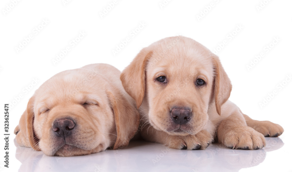 two labrador retriever dogs sleeping and looking at camera