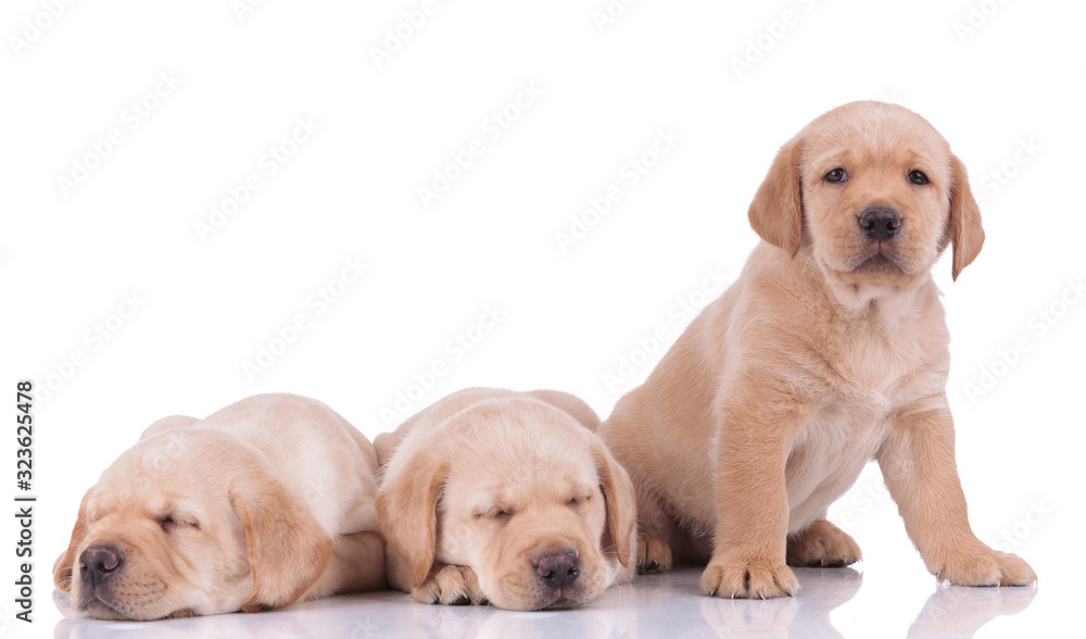 two labrador retriever dogs sleeping and another one looking ahead two labrador retriever dogs sleeping and another one looking ahead