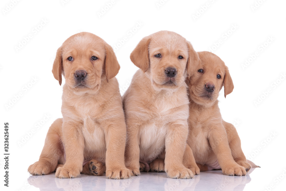 labrador retriever dogs sitting and looking in different directions labrador retriever dogs sitting and looking in different directions