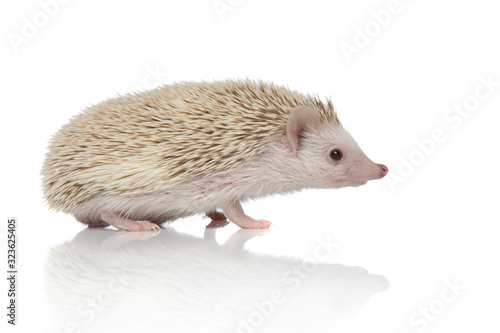 albino hedgehog standing and looking ahead happy © Viorel Sima