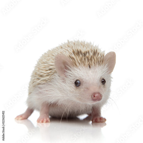albino hedgehog with white fur standing and looking at camera © Viorel Sima