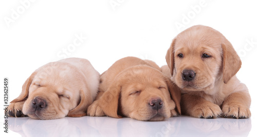 two labrador retriever dogs sleeping next to one looking away