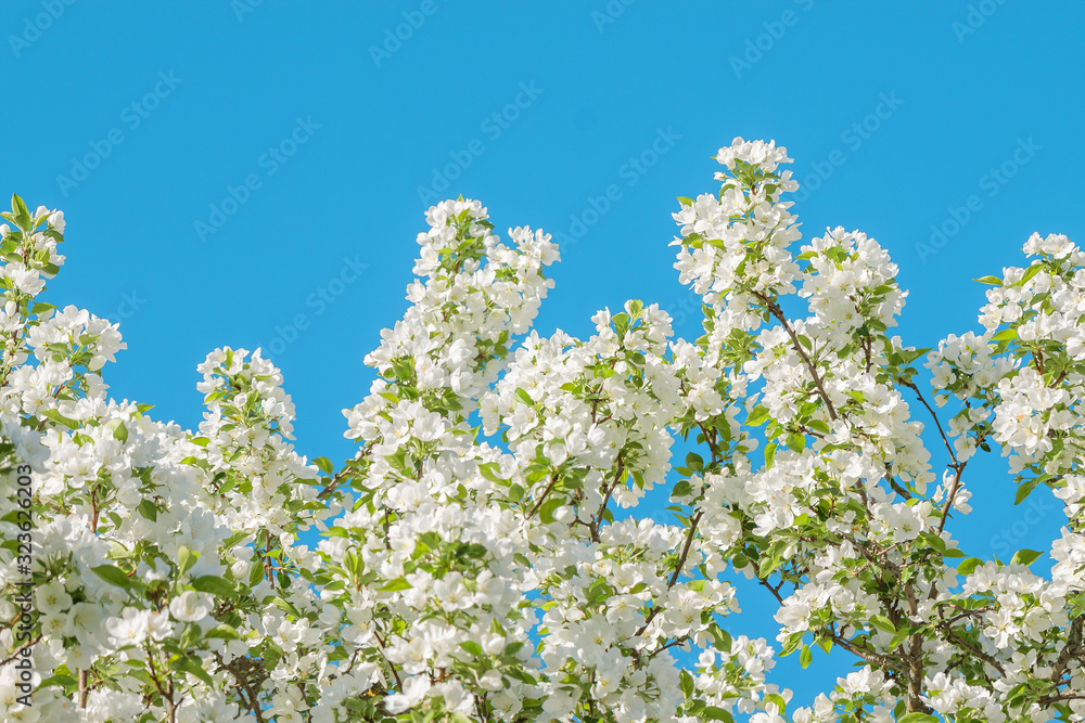 spring flowering tree white flowers spring flowering tree white flowers
