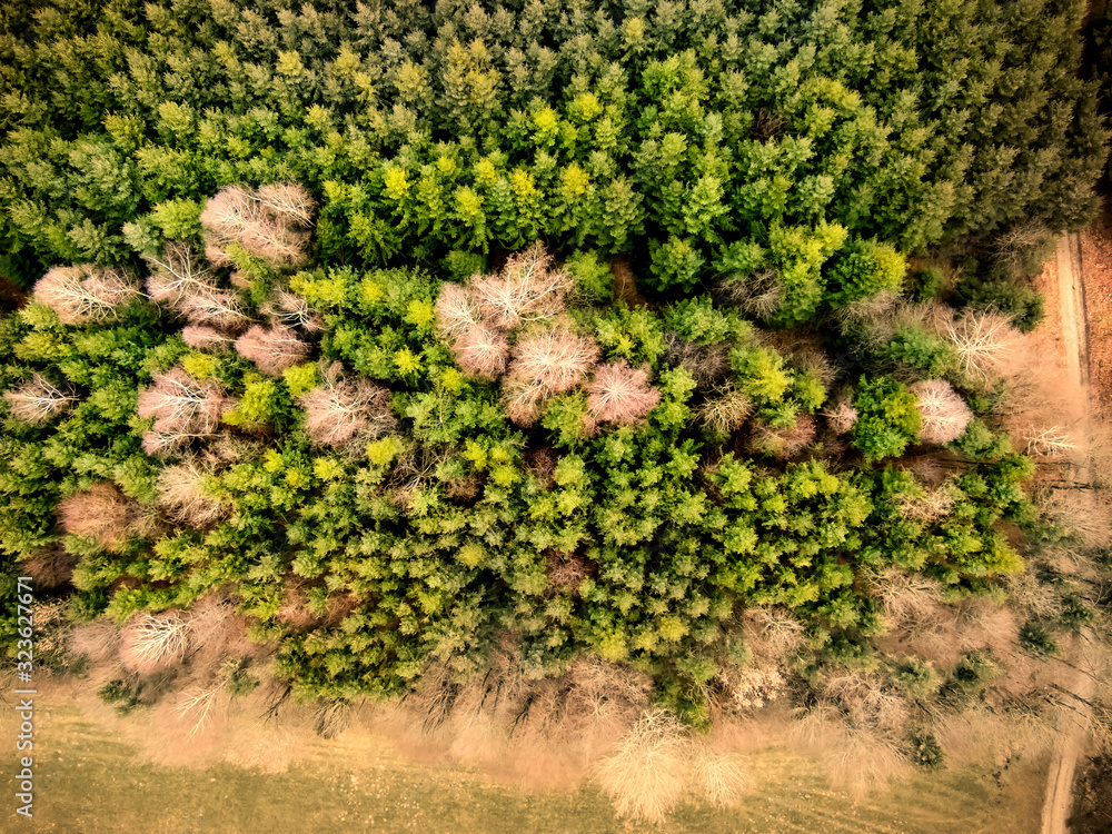 Einheimischer Wald eingerahmt von Fichten im Frühjahr, Luftaufnahme