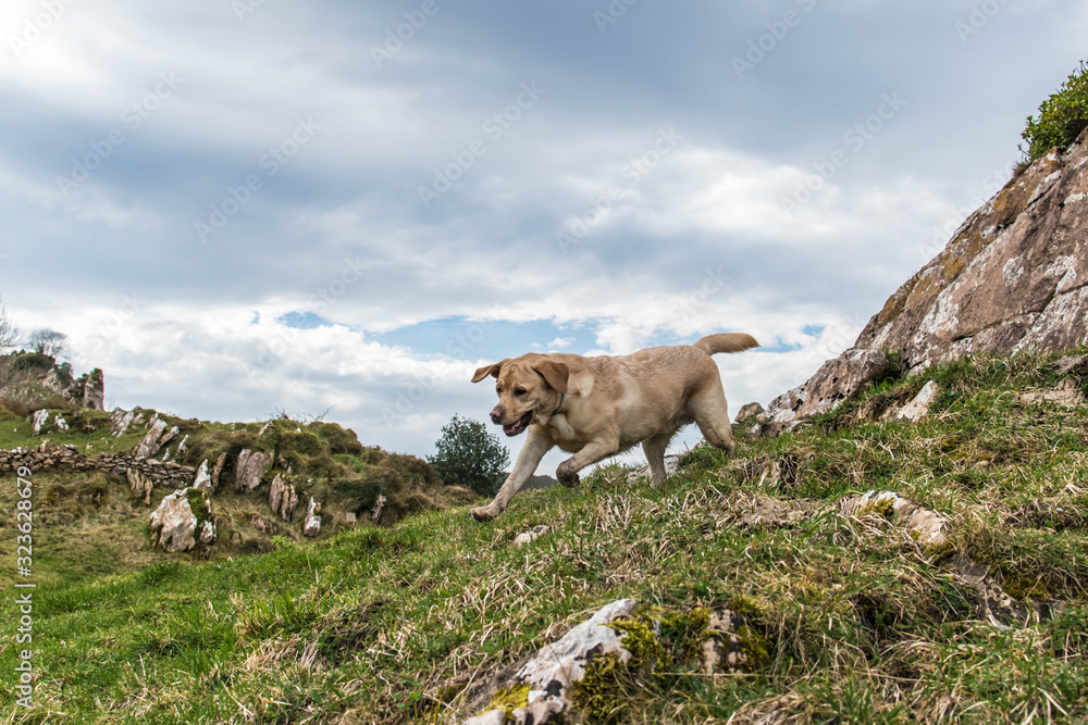 Perro corre en la montaña