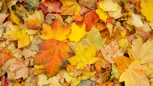 Colorful autumn background from bright fallen leaves