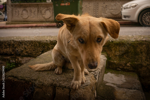 Strassen Hund.