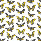Seamless pattern with butterfly cicadas sketch, orange olive green gray and black contour isolated on white background. simple art. Can be used for Gift wrap, fabrics, wallpapers. Vector