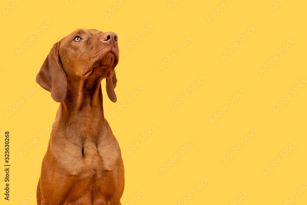 Cute hungarian vizsla puppy studio portrait. Dog looking up headshot over bright yellow background.