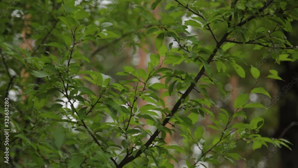 Beautiful green leaves on a tree. Beautiful green leaves on a tree.