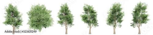 Set or collection of green lophostemon trees isolated on white background. Concept or conceptual 3d illustration for nature, ecology and conservation, strength and endurance, force and life © high_resolution