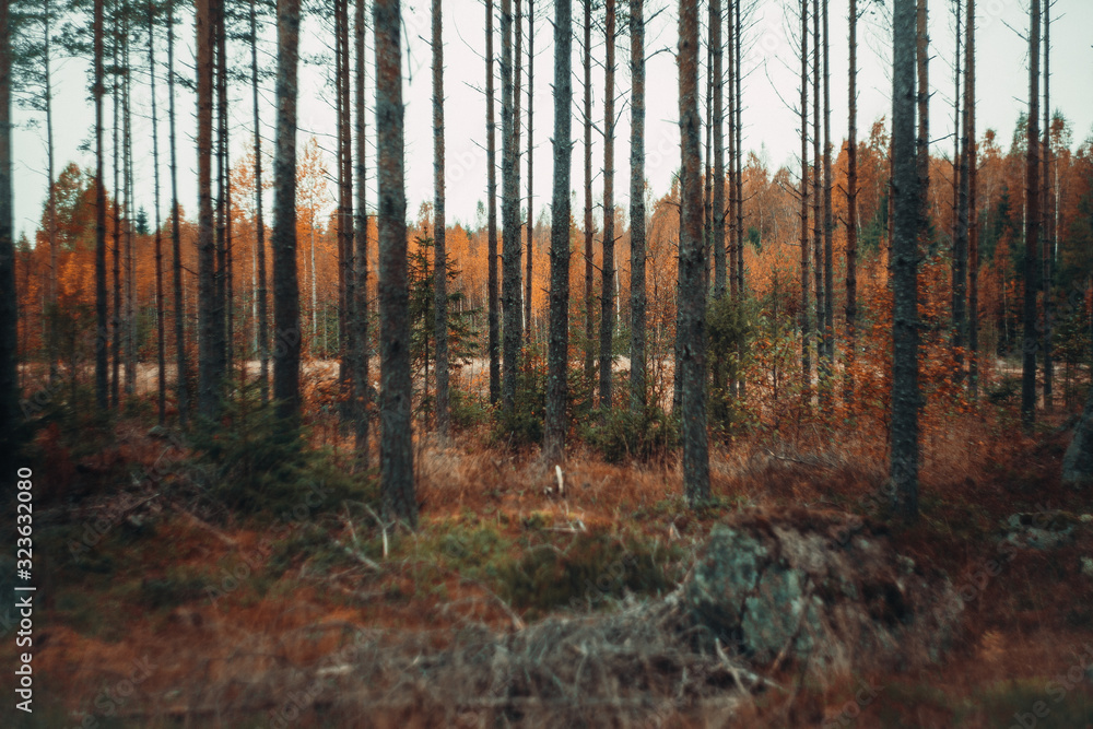 Obraz premium autumn forest