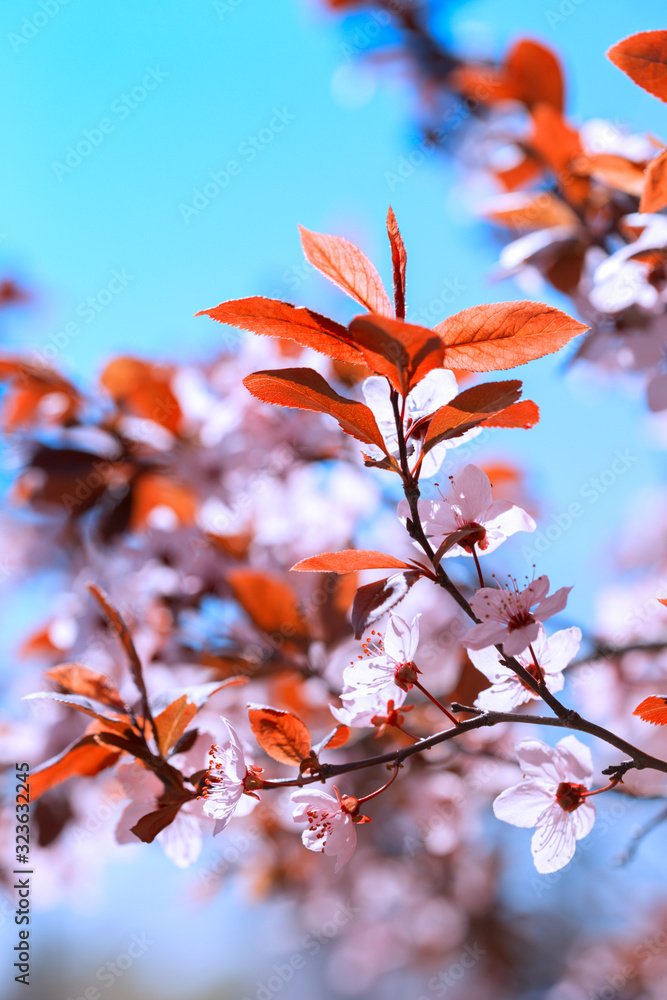 tree branch with buds background tree branch with buds background