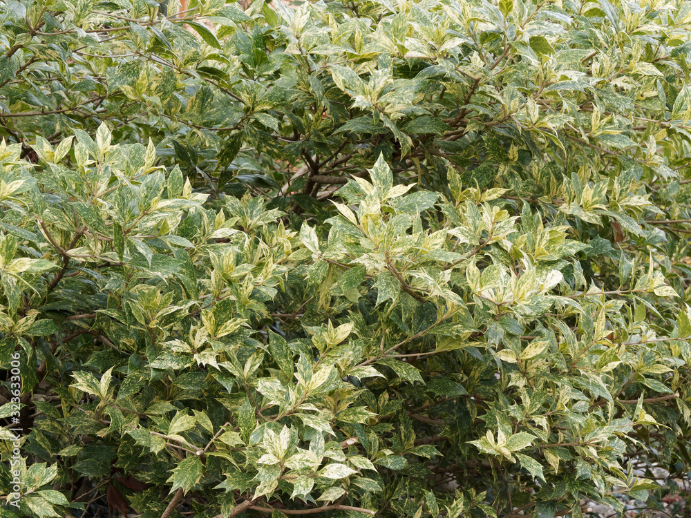 Osmanthus heterophyllus 'Goshiki' variegated False Holly, an attractive shrub with beautiful colors, white, grey-green, yellow and creamy patterns Osmanthus heterophyllus 'Goshiki' variegated False Holly, an attractive shrub with beautiful colors, white, grey-green, yellow and creamy patterns