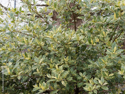 Osmanthus heterophyllus 'Goshiki' variegated False Holly with green leaves spotted creamy white and yellow  