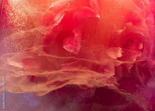 Background of pink peony flower in ice cube with air bubbles.