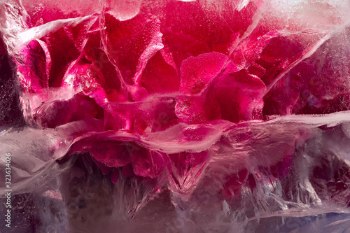 Background of pink peony flower in ice cube with air bubbles.