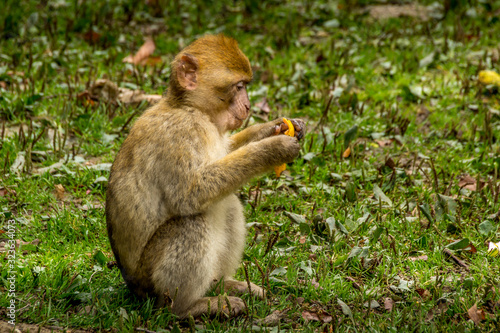 Barbary Macaque in very nice colors