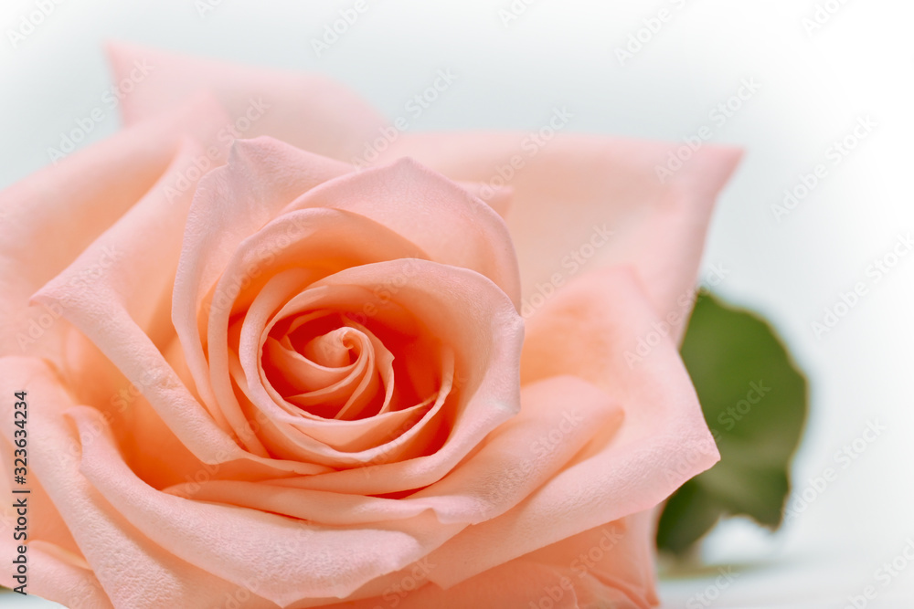 closeup beautiful petal of orange rose gold flower on white background, image used for wedding love romantic concept closeup beautiful petal of orange rose gold flower on white background, image used for wedding love romantic concept