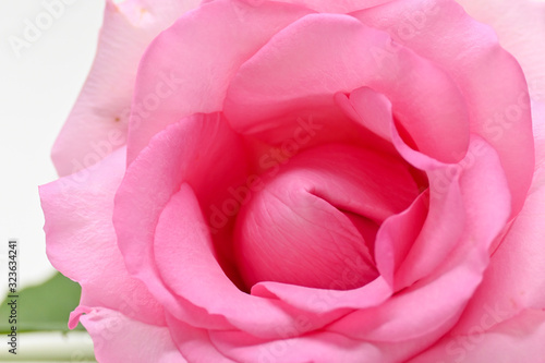 beautiful pink rose flower blooming