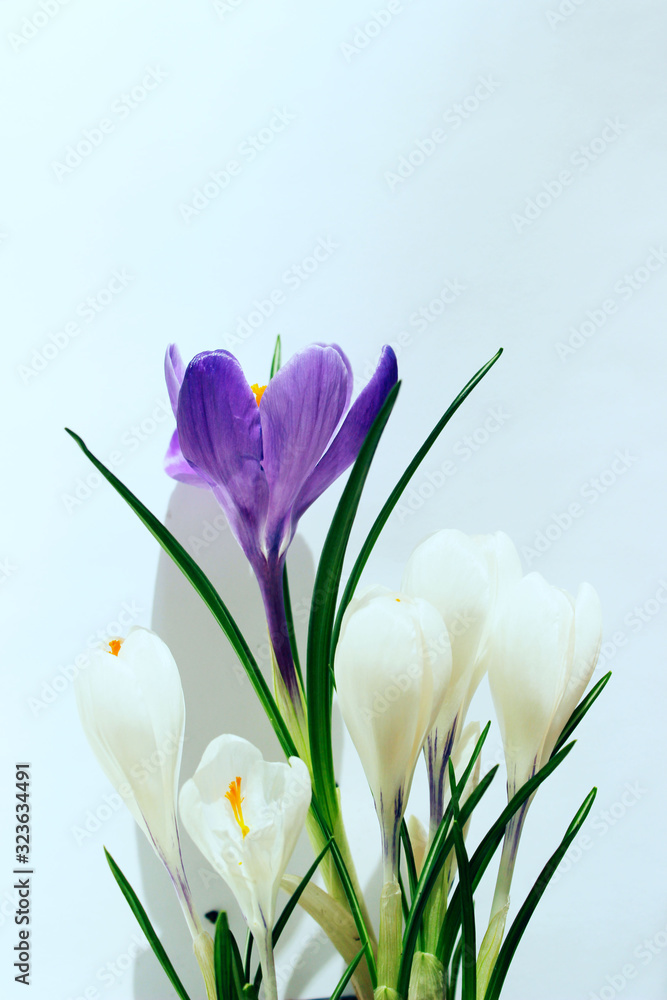 Blurry image of colorful flowers on white background. Cropped shot of crocus flowers. Blurry image of colorful flowers on white background. Cropped shot of crocus flowers.