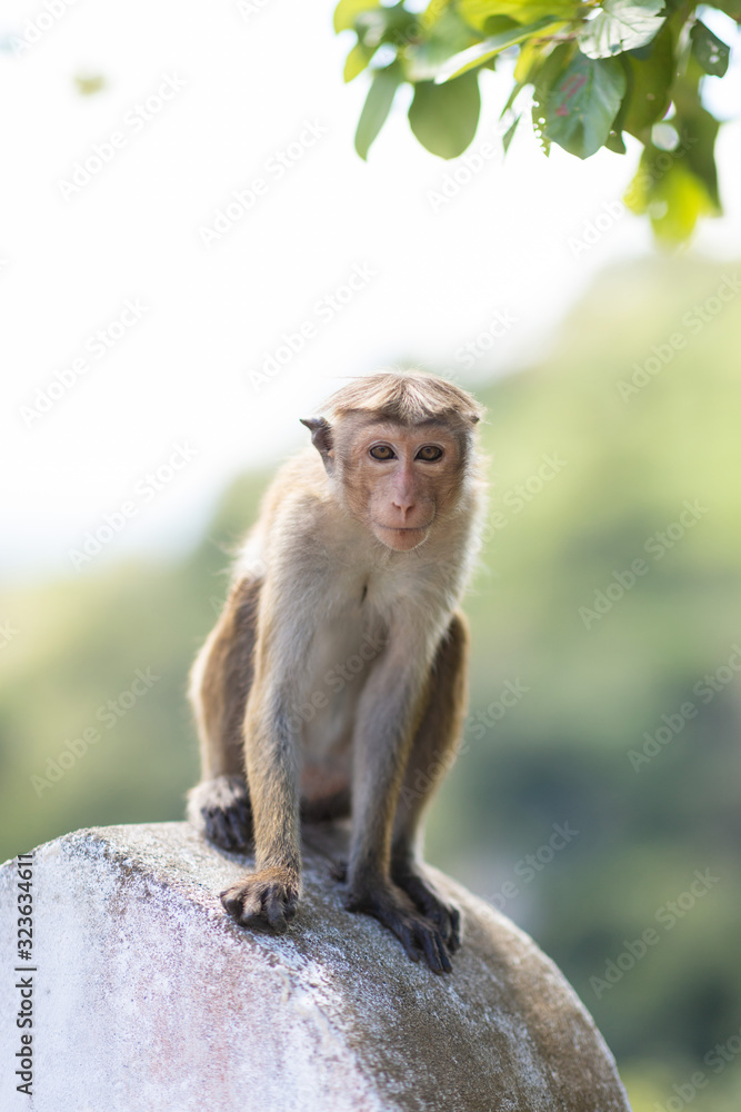 Baby monkey, macaques at Galta temple in Jaipur India. The temple is an ancient hindu piligrimage site. Baby monkey, macaques at Galta temple in Jaipur India. The temple is an ancient hindu piligrimage site.