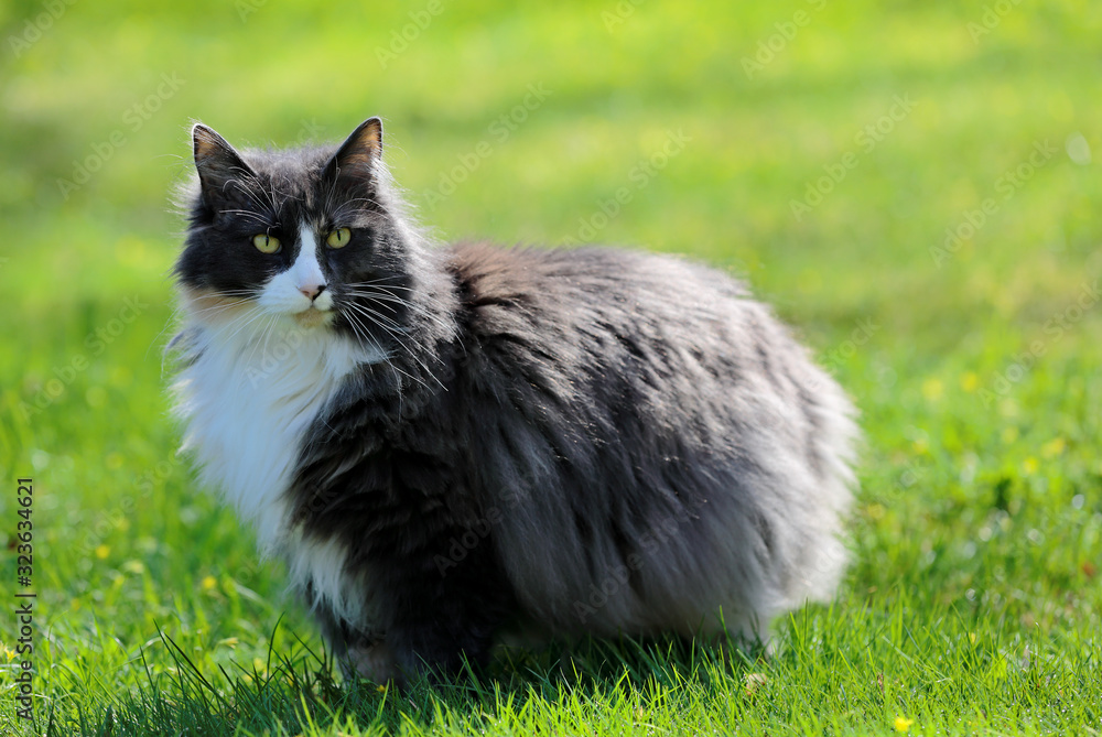 A beautiful norwegian forest cat in beautiful morning light A beautiful norwegian forest cat in beautiful morning light