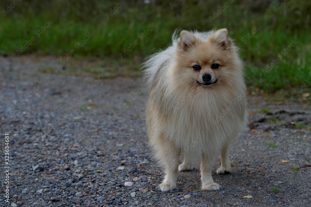 A cute kleinspitz standing in the middle of a road A cute kleinspitz standing in the middle of a road