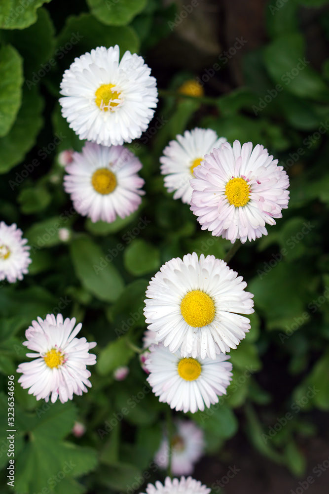 Creative top viewBéllis, daisy blooming flowers brunch in garden with copy space in minimal style, template for lettering, Creative top viewBéllis, daisy blooming flowers brunch in garden with copy space in minimal style, template for lettering,