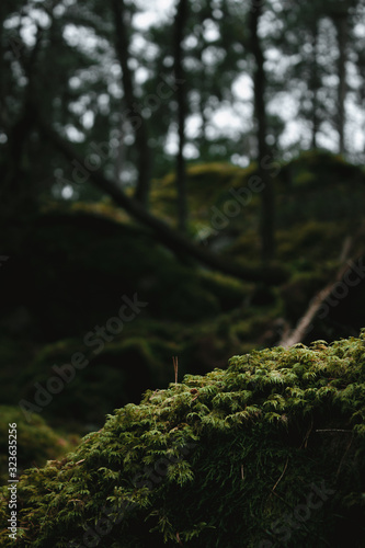 Mossy rock in a forest