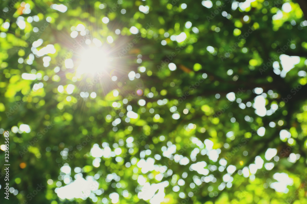 sun light through green tree in nature garden, image blur background sun light through green tree in nature garden, image blur background