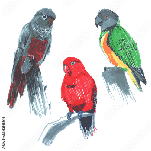 Red lory Eos bornea Senegal parrot Poicephalus senegalus green-cheeked parakeet, conure, Pyrrhura molinae found forests of South America. sketch markers, freehand drawing. Vector photo