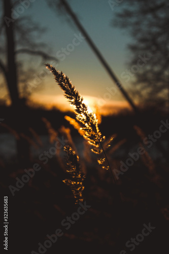 Grass flower backlit by sunset