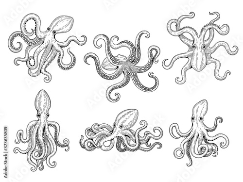Octopus. Ocean fishes big underwater monster wild squid vector hand drawn marine tattoo template. Illustration octopus ocean, animal monster tattoo