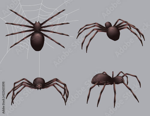 Spider realistic. Nature insects crawl venom black fear spider vector danger collection. Danger insect poisonous, spider crawl illustration