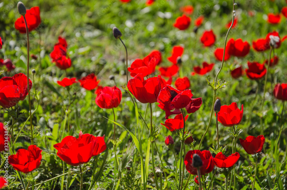 Fototapeta premium Mohn