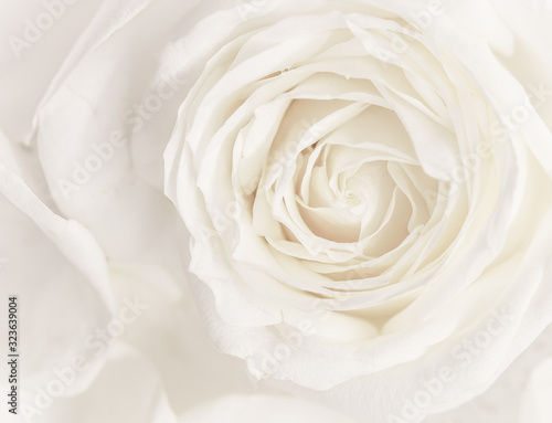 Soft focus, abstract floral background, white rose flower. Macro flowers backdrop for holiday brand design © OLAYOLA