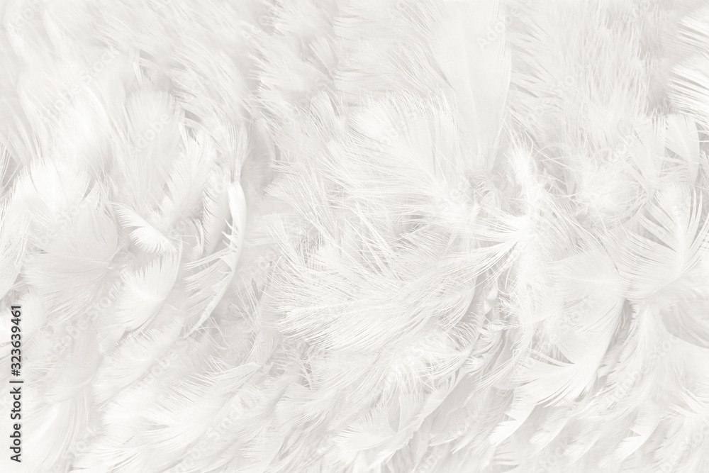 Beautiful white feather wooly pattern texture background Beautiful white feather wooly pattern texture background