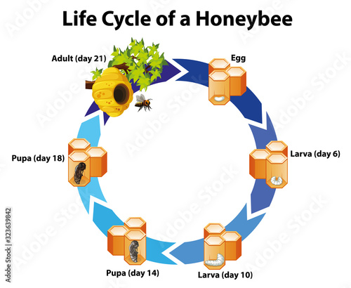 Diagram showing life cycle of honeybee