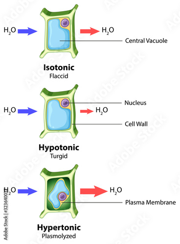 Diagram showing plant cell on isolated background