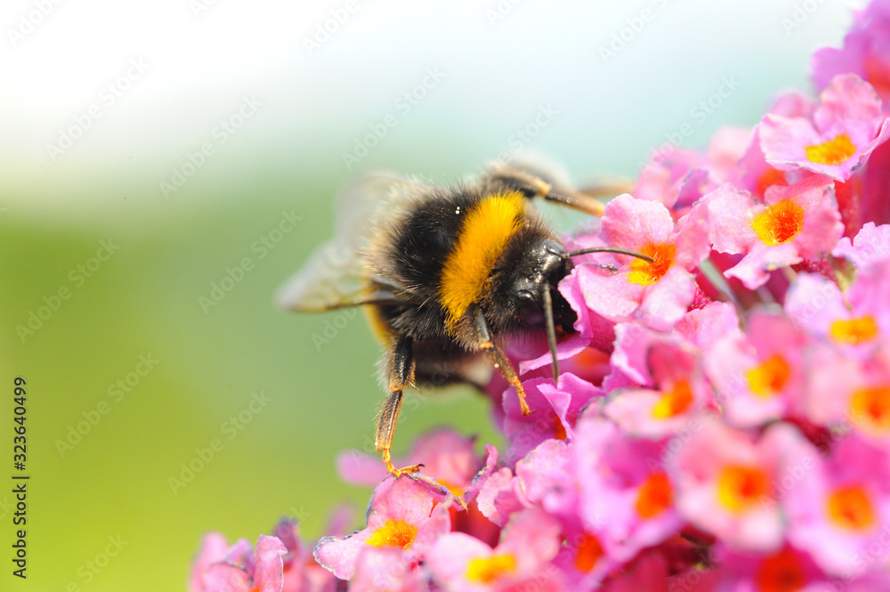 Hummel an Sommerflieder Hummel an Sommerflieder