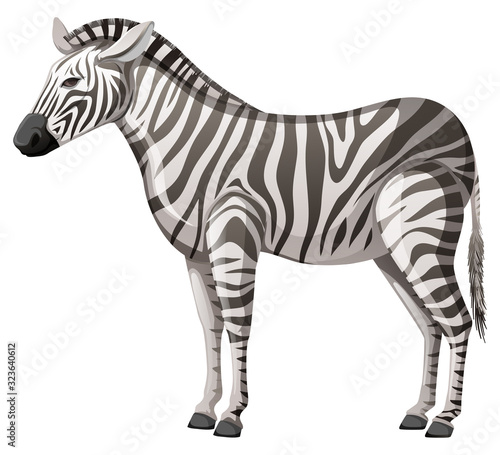 Wild zebra standing alone on white background