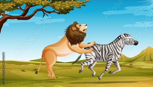 Wild lion hunting zebra in the savannah field