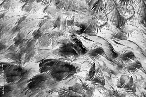 Beautiful dark black feather pattern  texture background