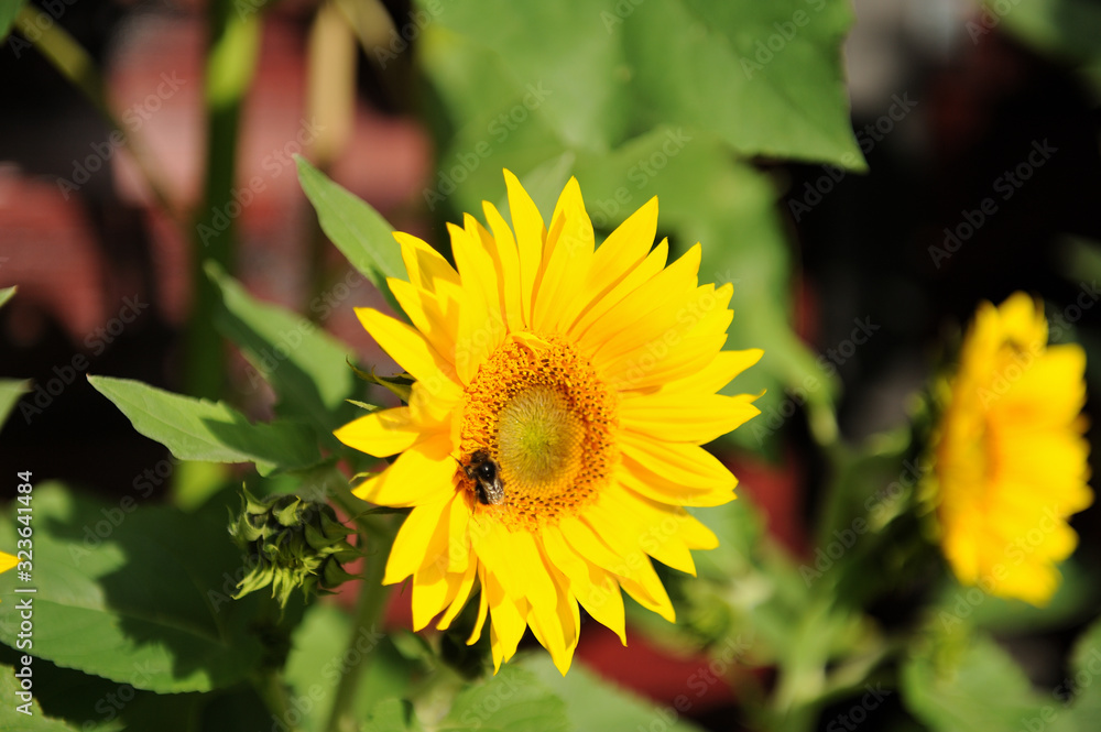 Hummel und Sonnenblume beim Pollen Nektar Sammeln Hummel und Sonnenblume beim Pollen Nektar Sammeln
