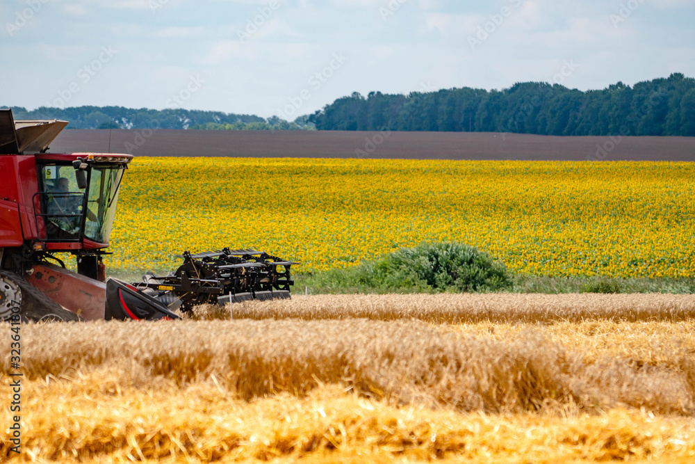 A harvester with a mower in the field collects a crop of wheat. Fields of sunflowers and blue sky in the background. A harvester with a mower in the field collects a crop of wheat. Fields of sunflowers and blue sky in the background.