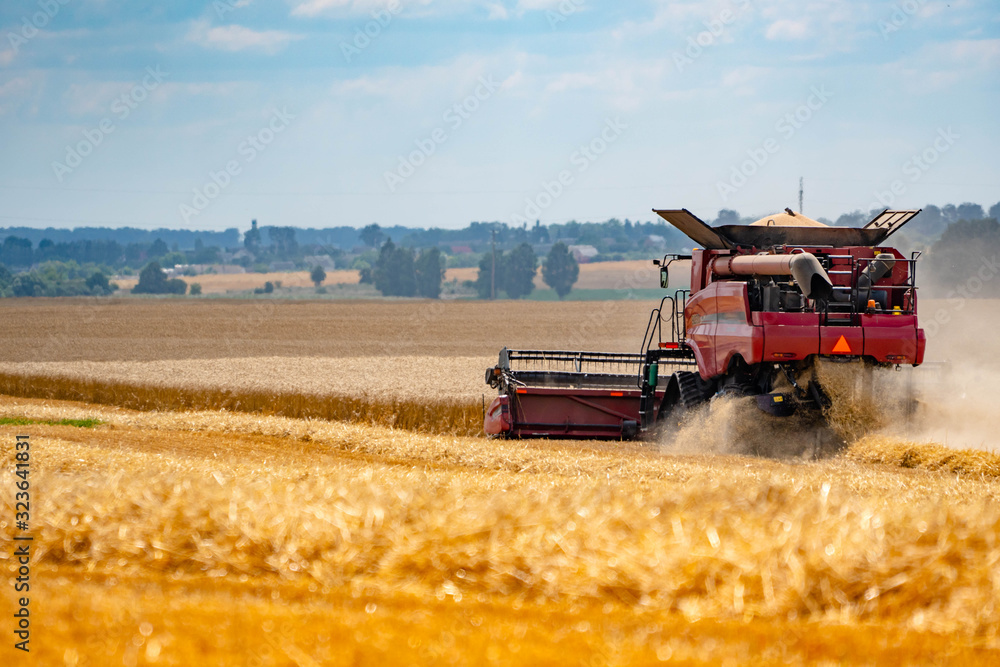 Naklejka premium The harvester mows yellow wheat. Harvesting on a summer sunny day. Combine rear view.