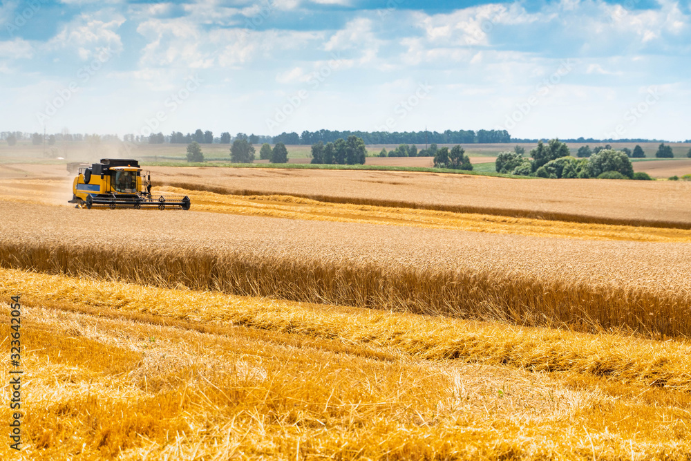Obraz premium Autumn harvest of wheat. Harvester in a yellow field with trees against the sky with clouds.