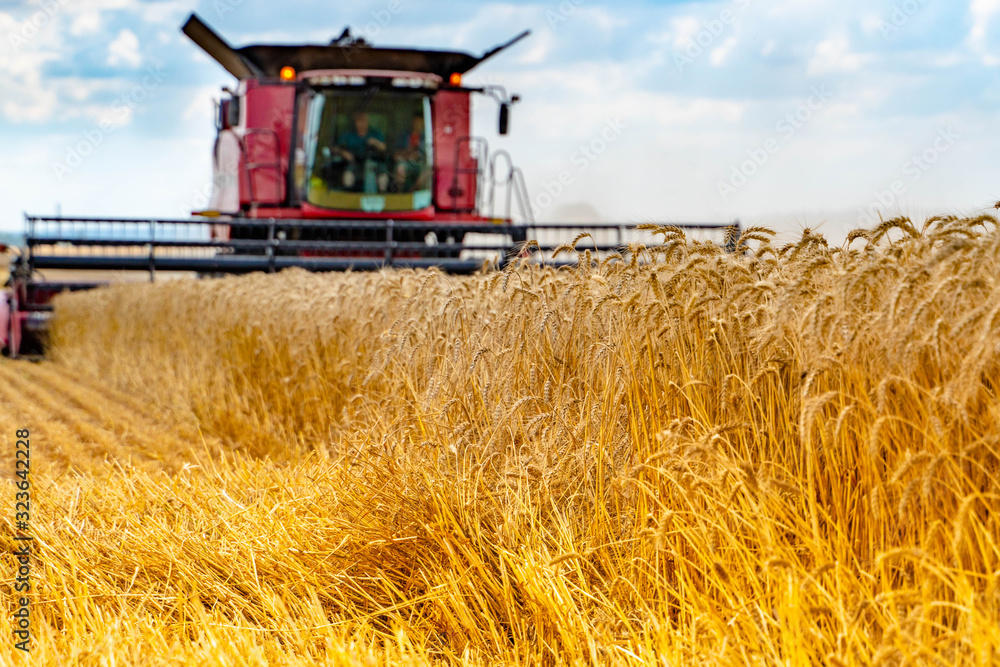 Ripe golden ears of wheat in the field. The red combine is harvesting. Ripe golden ears of wheat in the field. The red combine is harvesting.
